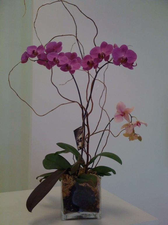 Pictures for Beach Street Blooms Florist in Daytona Beach, FL 32114